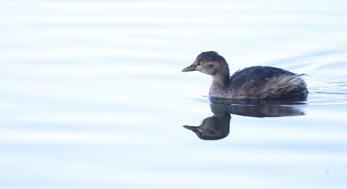 Australasian Grebe - ML620908896