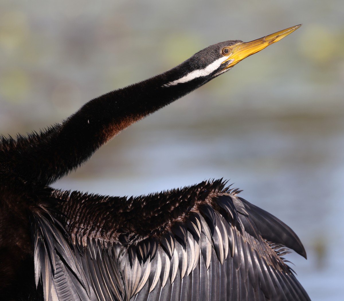 anhinga australská - ML620908902