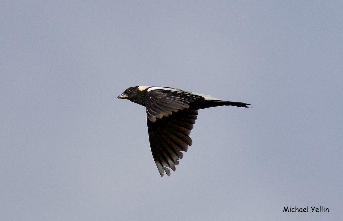 bobolink americký - ML620908903