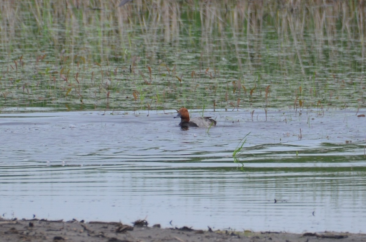 Redhead - ML620908911