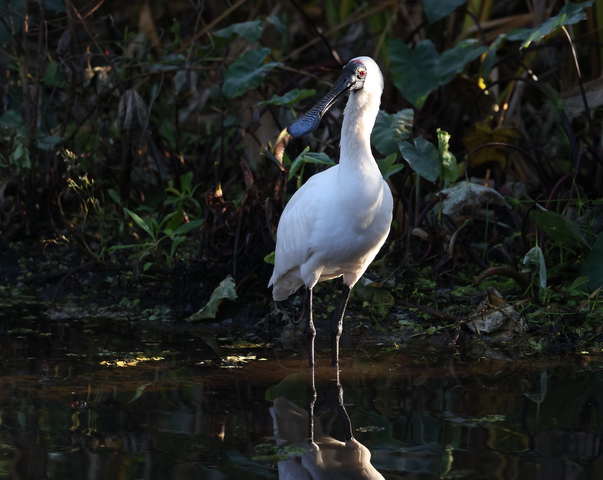 Royal Spoonbill - ML620908923