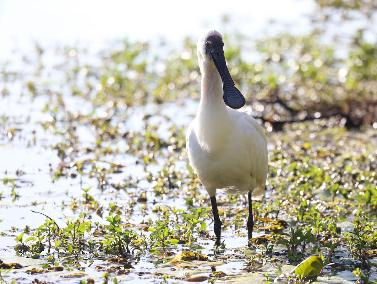 Royal Spoonbill - ML620908924