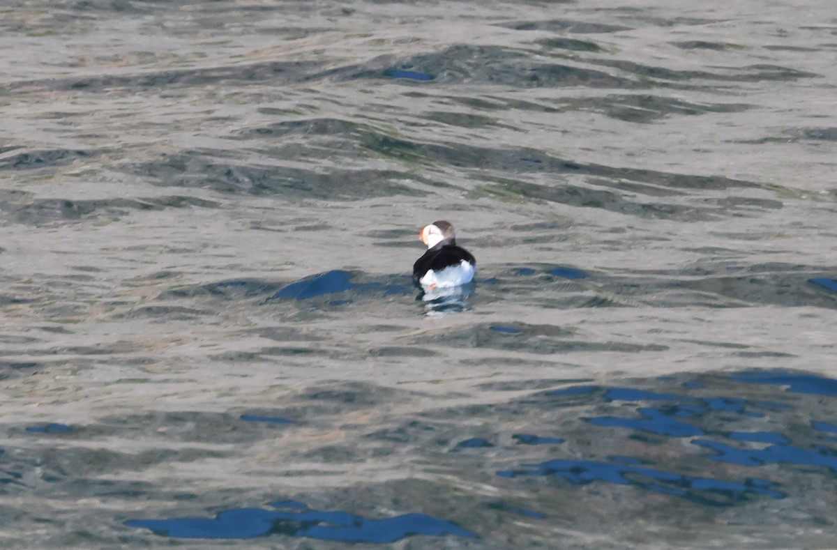 Horned Puffin - ML620908925