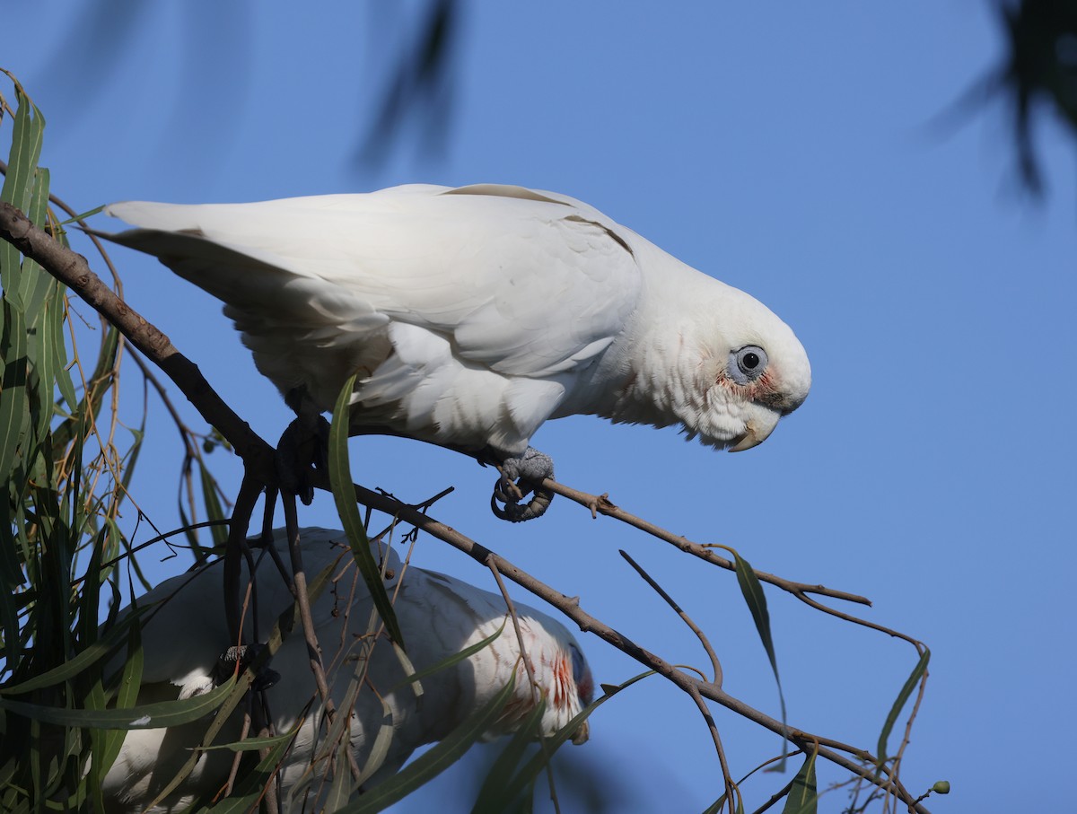 Little Corella - ML620908929