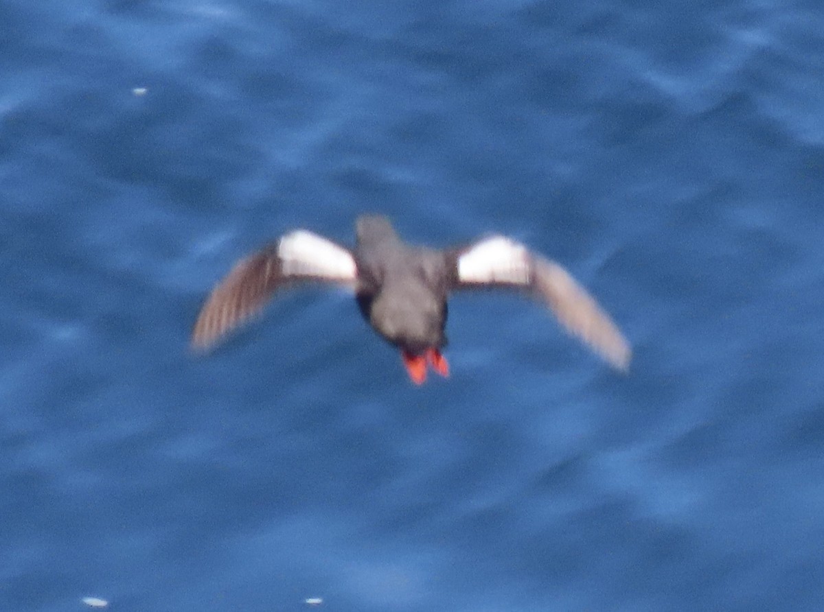 Pigeon Guillemot - ML620908942