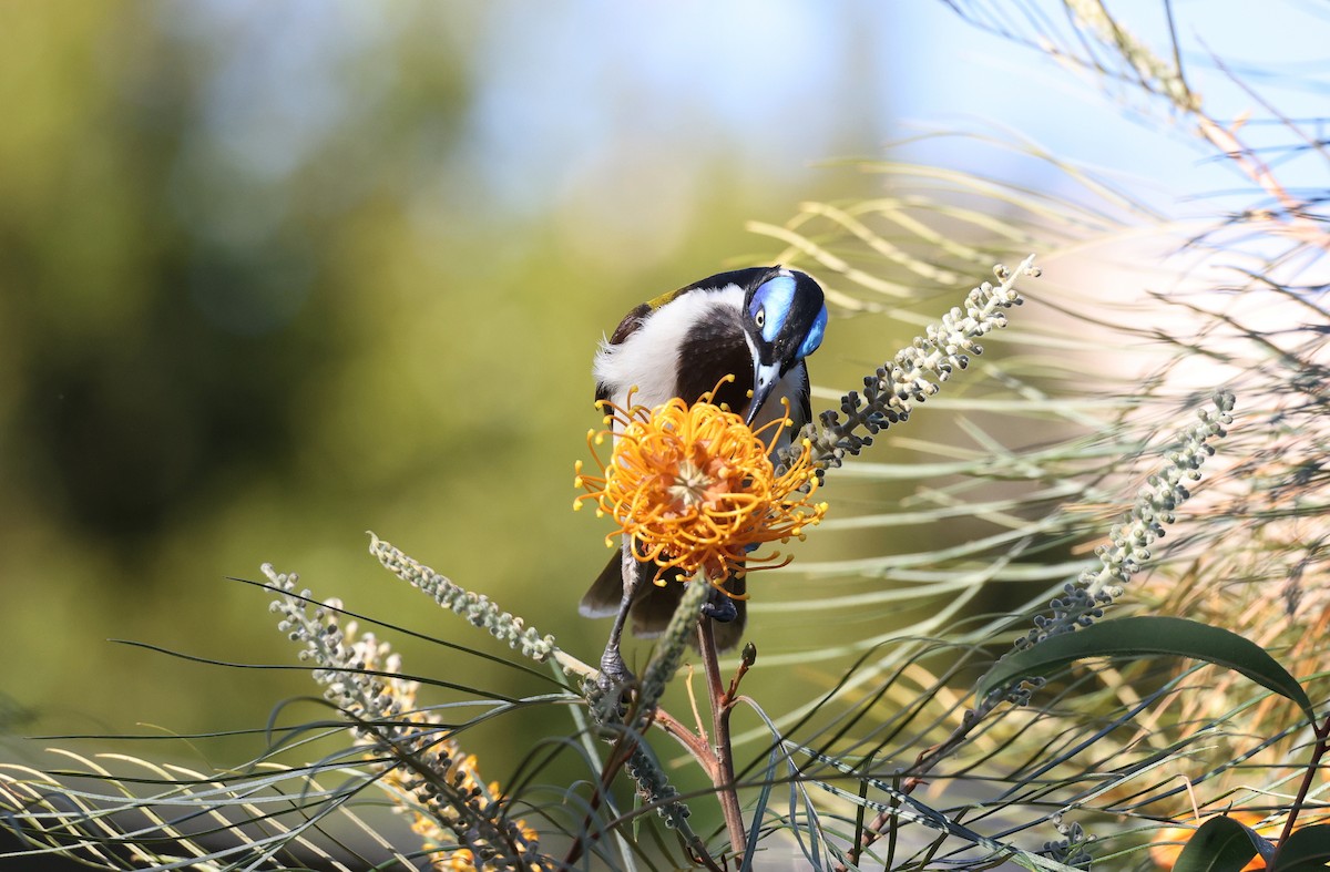 Blue-faced Honeyeater - ML620908944