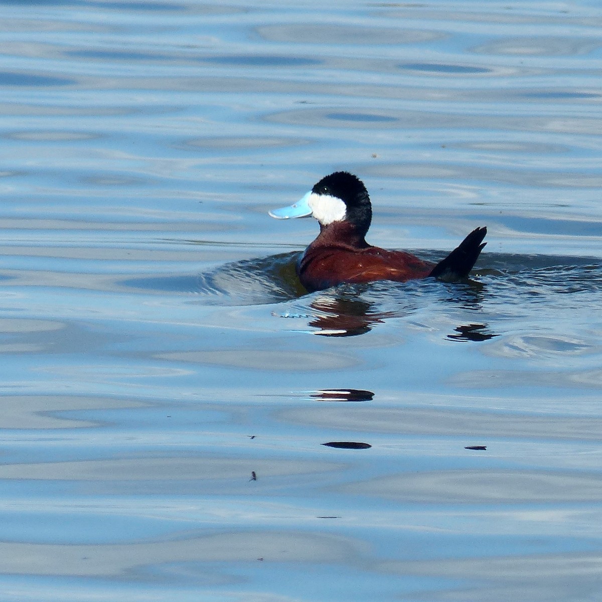 Ruddy Duck - ML620908952