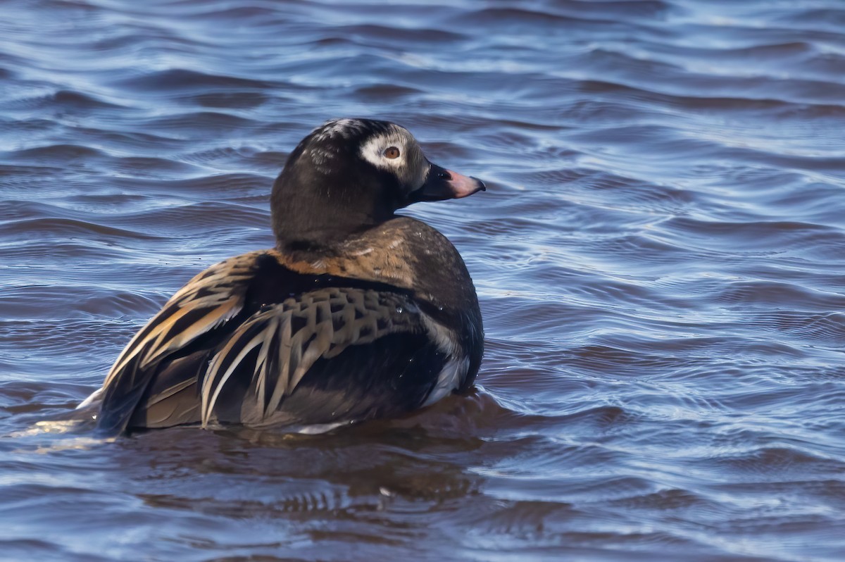 Long-tailed Duck - ML620908960