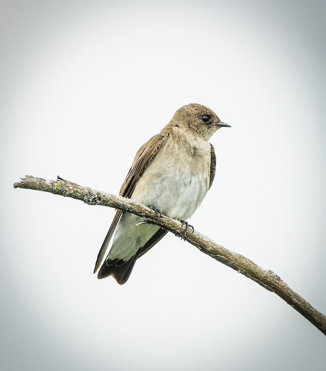 Northern Rough-winged Swallow - ML620908965