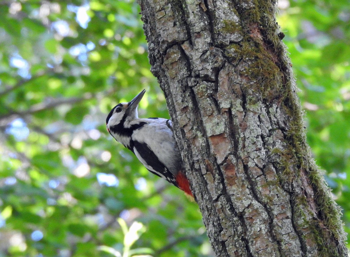 Great Spotted Woodpecker - ML620908986