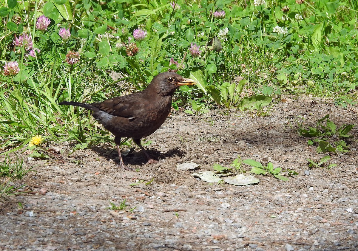 Eurasian Blackbird - ML620908992