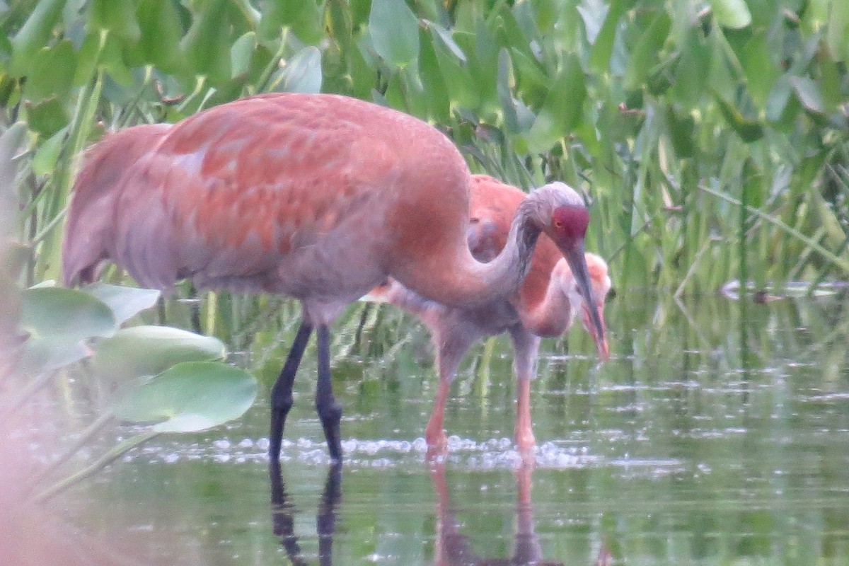 Sandhill Crane - ML620908994