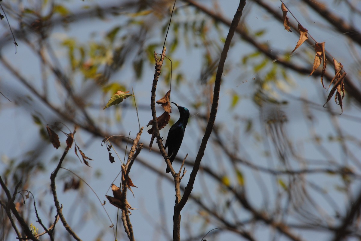 Purple Sunbird - ML620909001