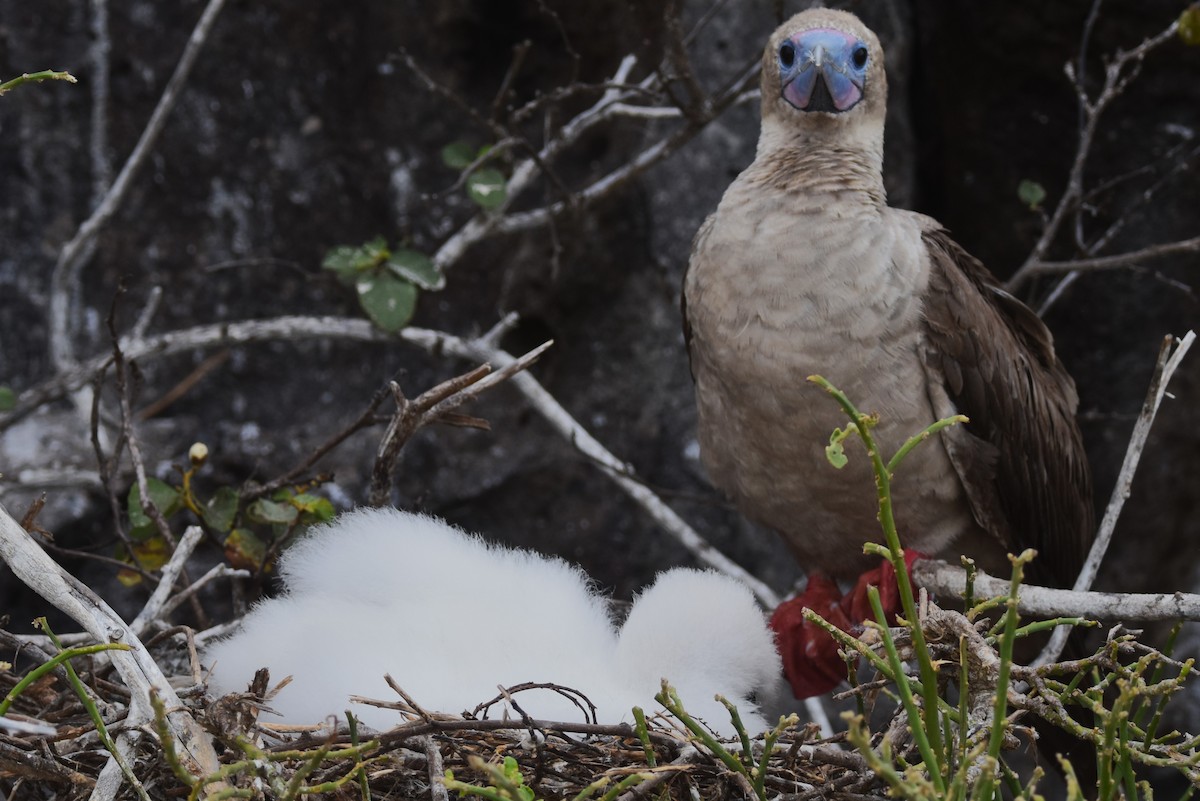 Red-footed Booby - ML620909003