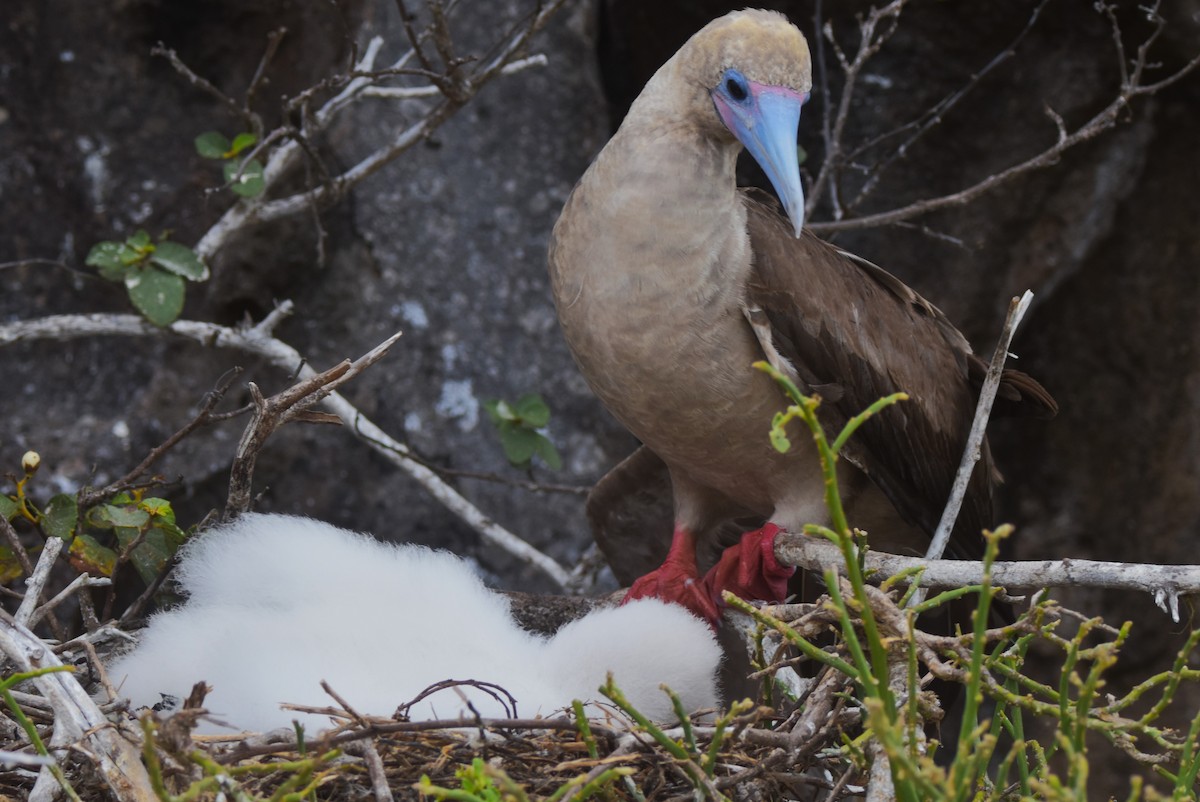 Red-footed Booby - ML620909004