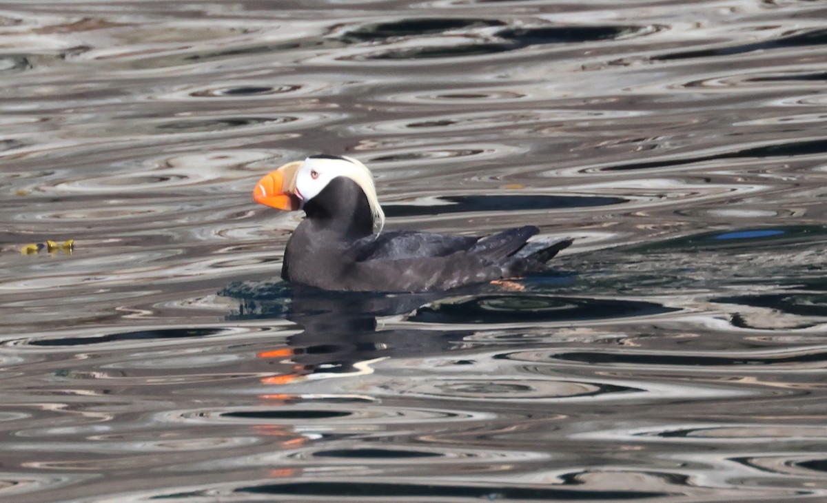 Tufted Puffin - ML620909008
