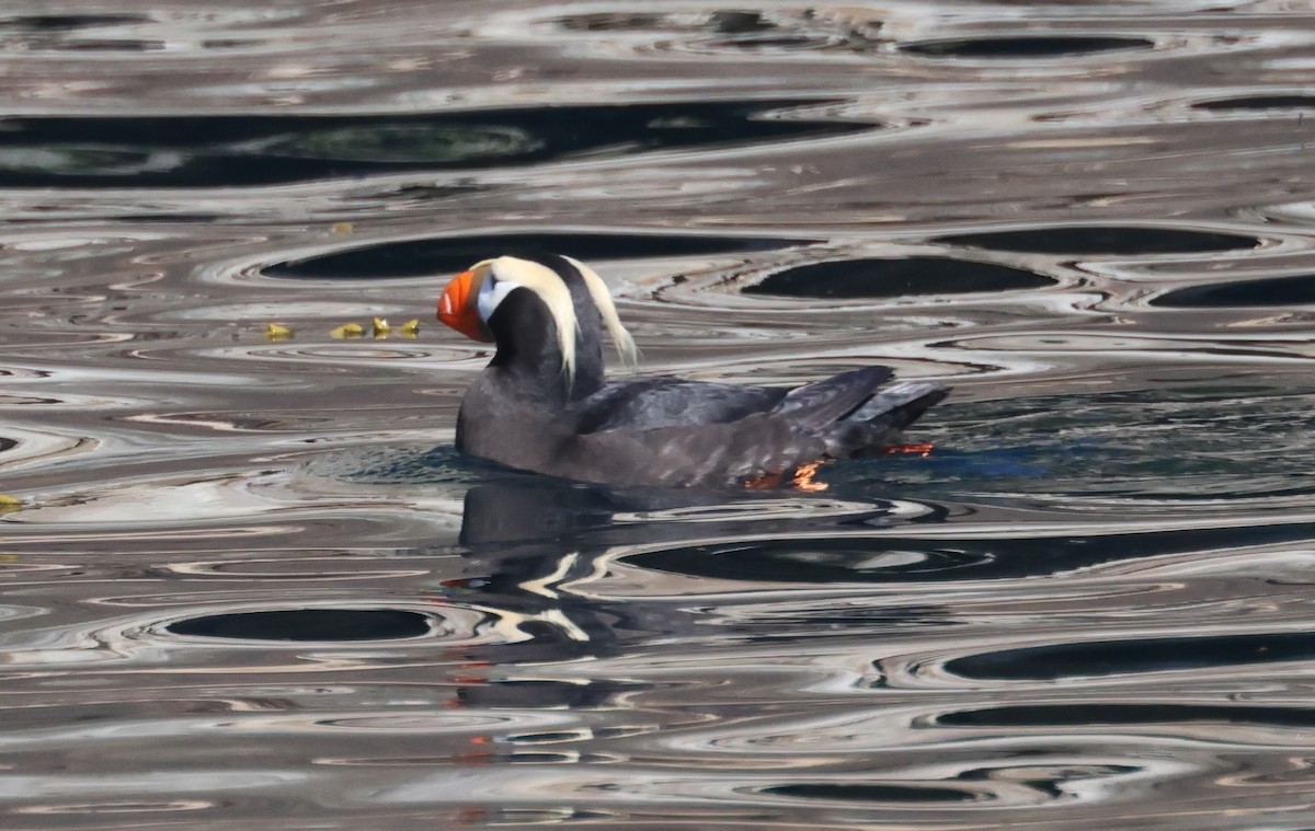 Tufted Puffin - ML620909017
