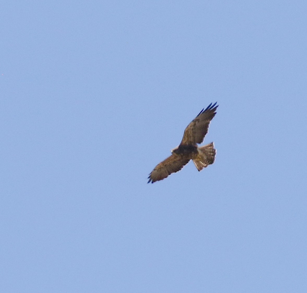 Swainson's Hawk - ML620909018