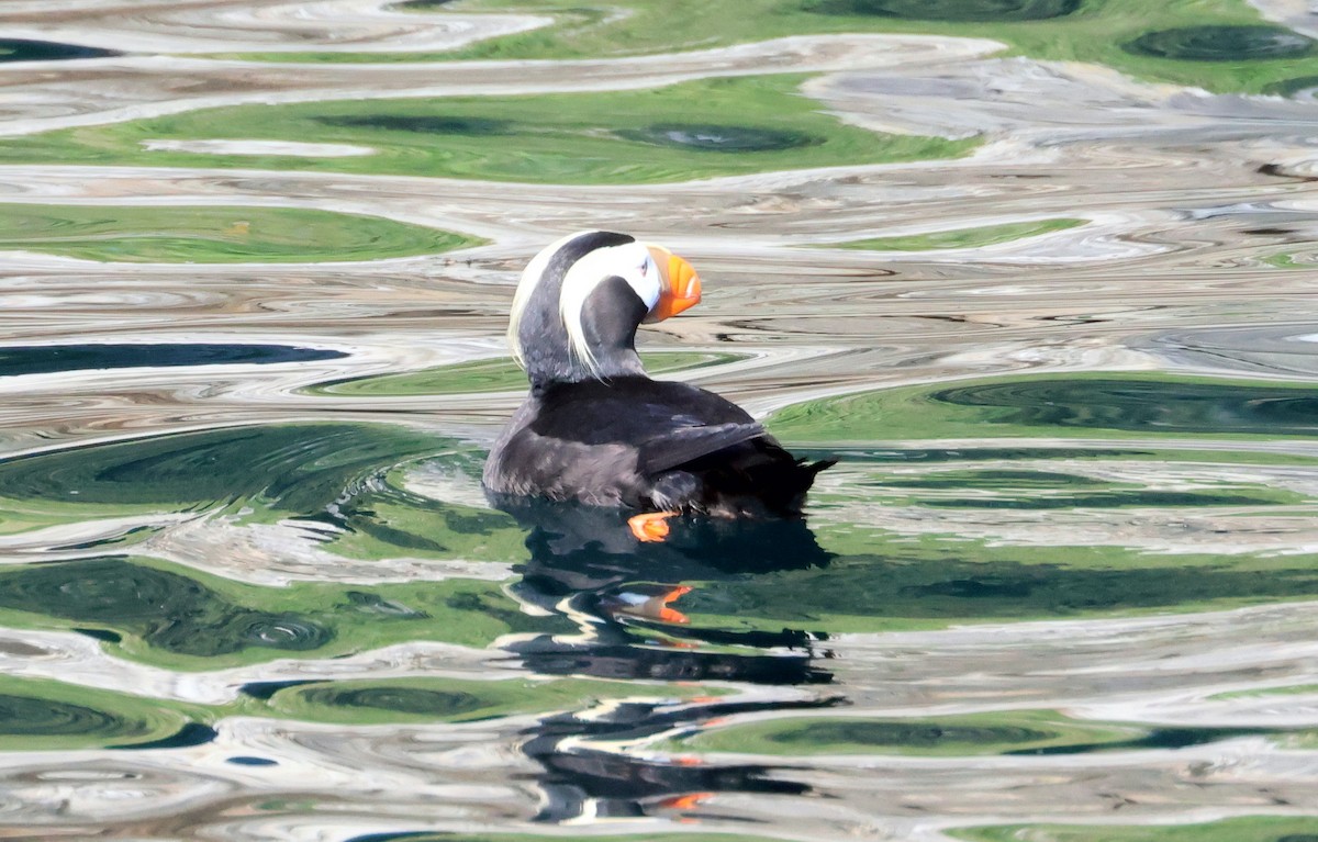 Tufted Puffin - ML620909024