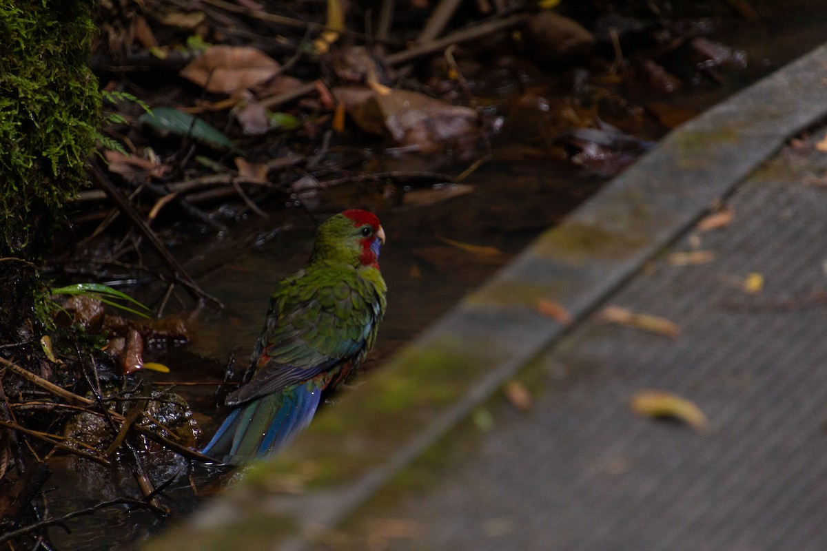 Crimson Rosella - ML620909030