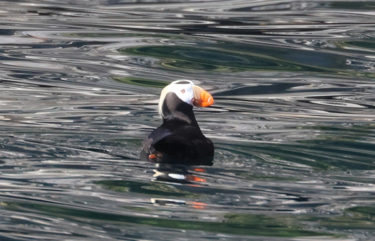 Tufted Puffin - ML620909031