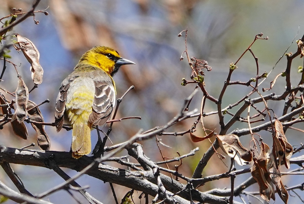 Bullock's Oriole - ML620909032