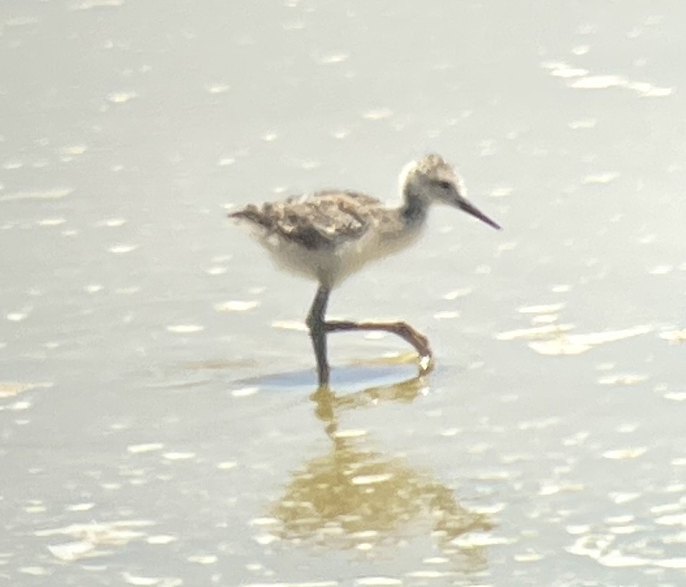 Avoceta Americana - ML620909033