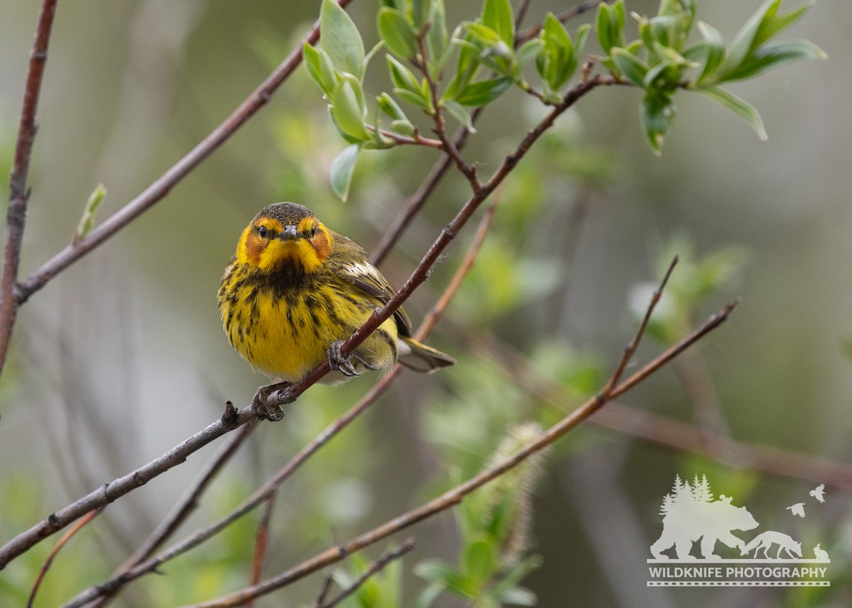 Cape May Warbler - ML620909034
