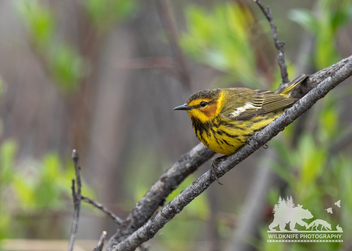 Cape May Warbler - Marcus Jackson