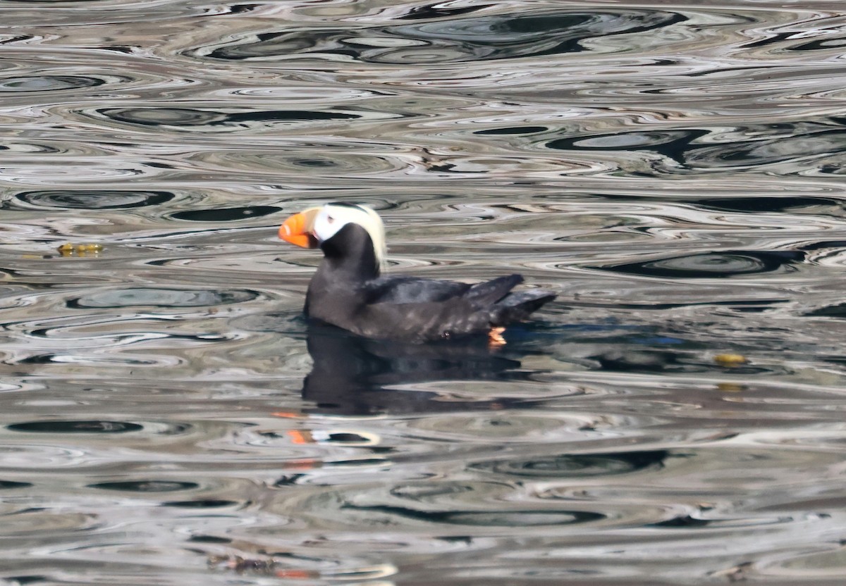 Tufted Puffin - ML620909039