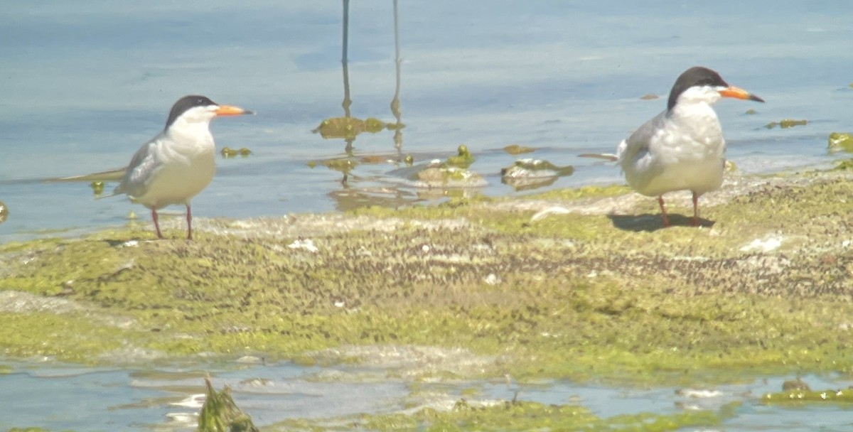 Forster's Tern - ML620909045