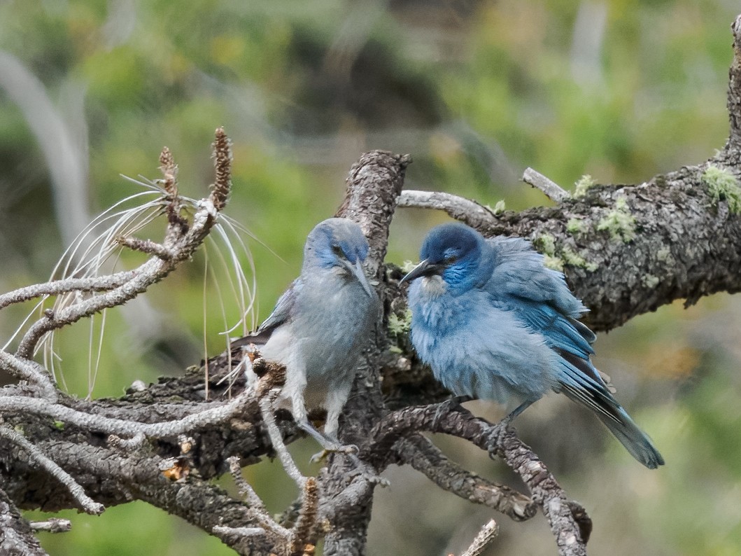 Pinyon Jay - ML620909046