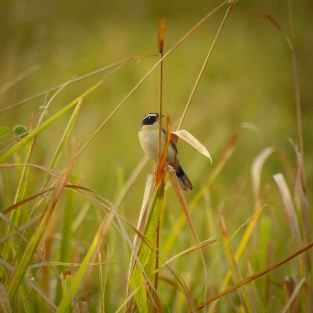 Black-masked Finch - ML620909052