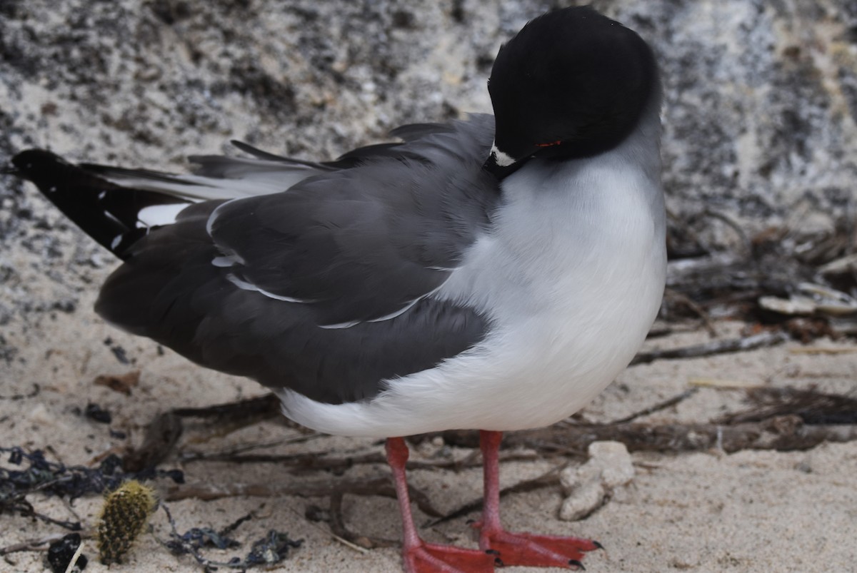 Swallow-tailed Gull - ML620909053