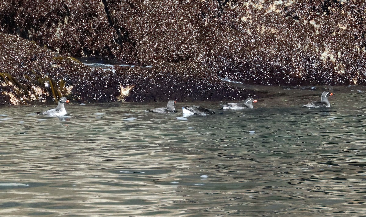 Parakeet Auklet - ML620909056