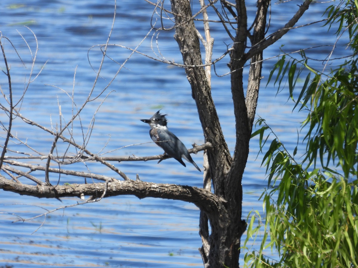 Belted Kingfisher - ML620909059