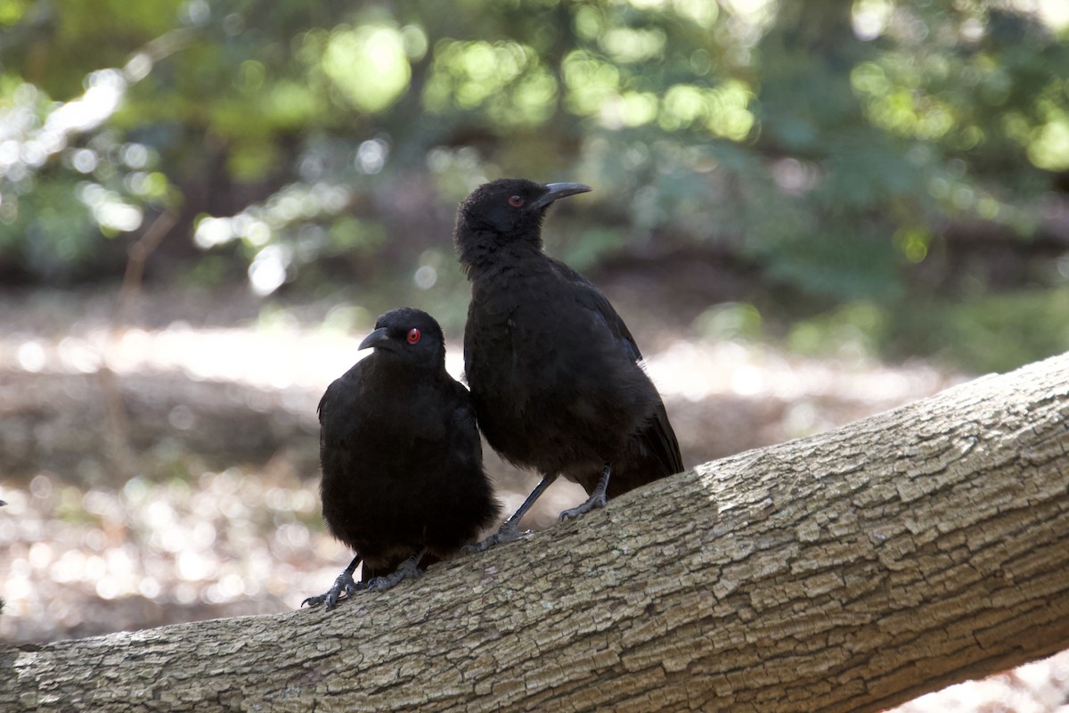 White-winged Chough - ML620909064