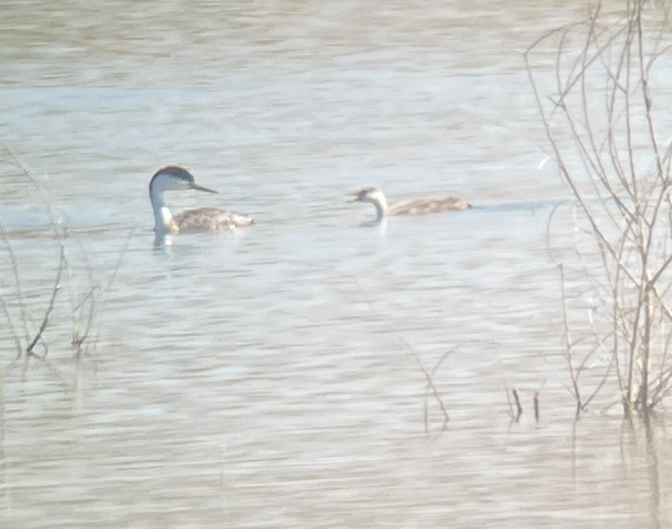 Western Grebe - ML620909066