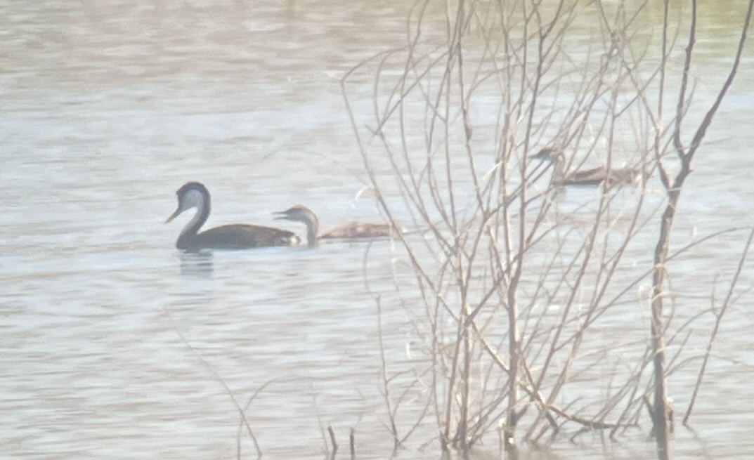 Western Grebe - ML620909067