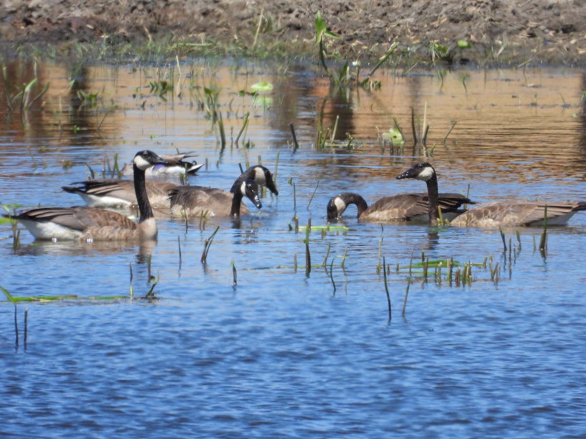 Canada Goose - ML620909068