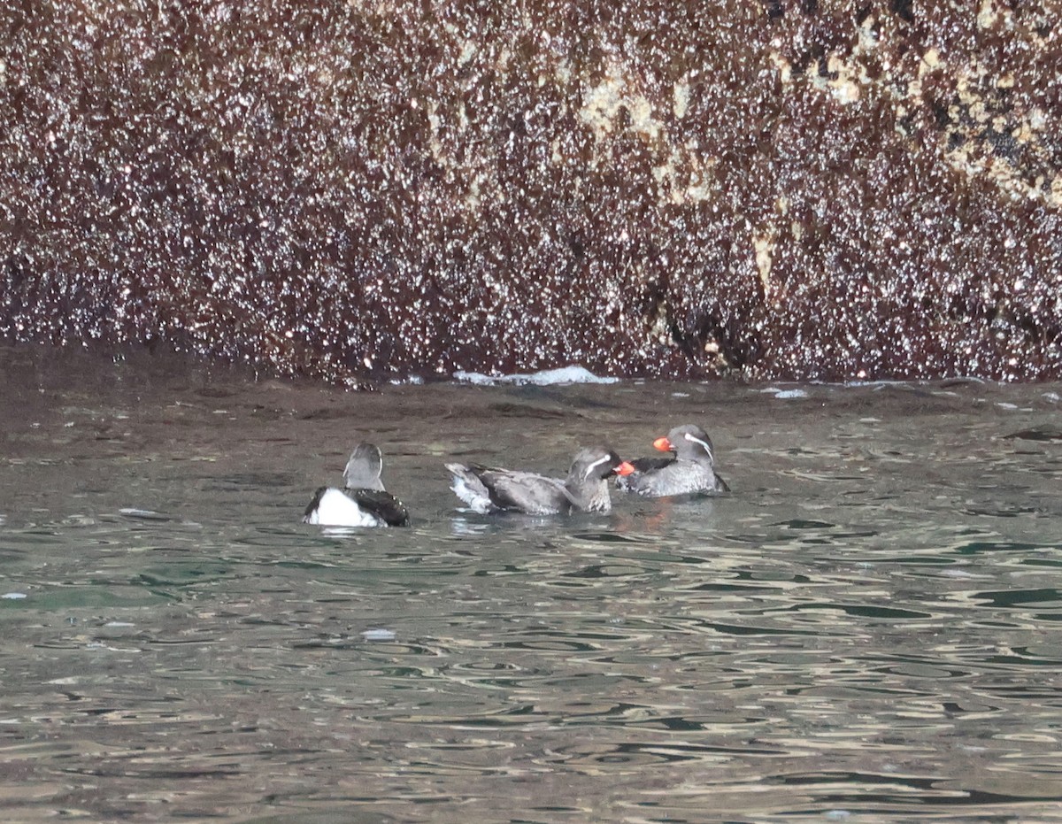 Parakeet Auklet - ML620909069