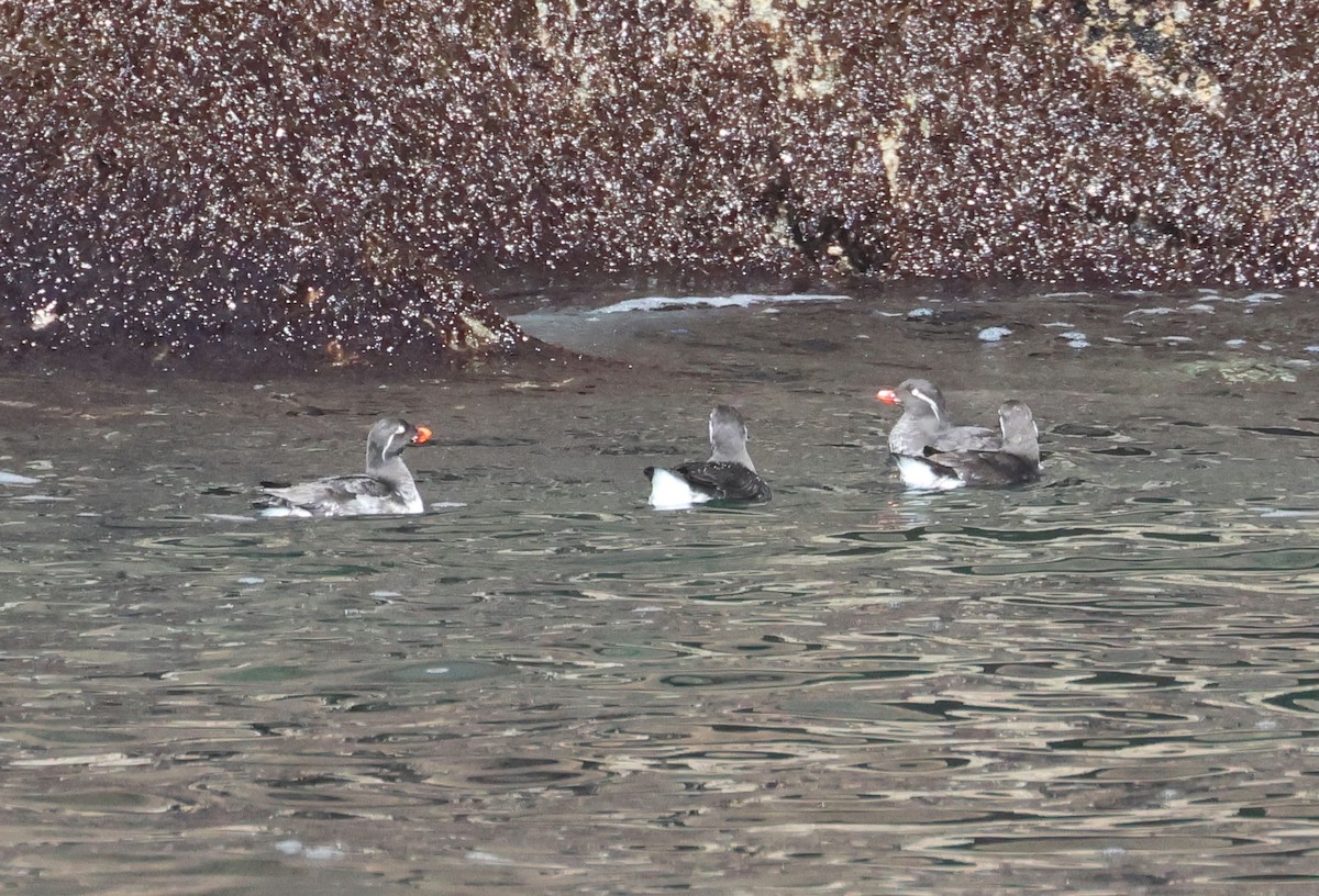 Parakeet Auklet - ML620909077