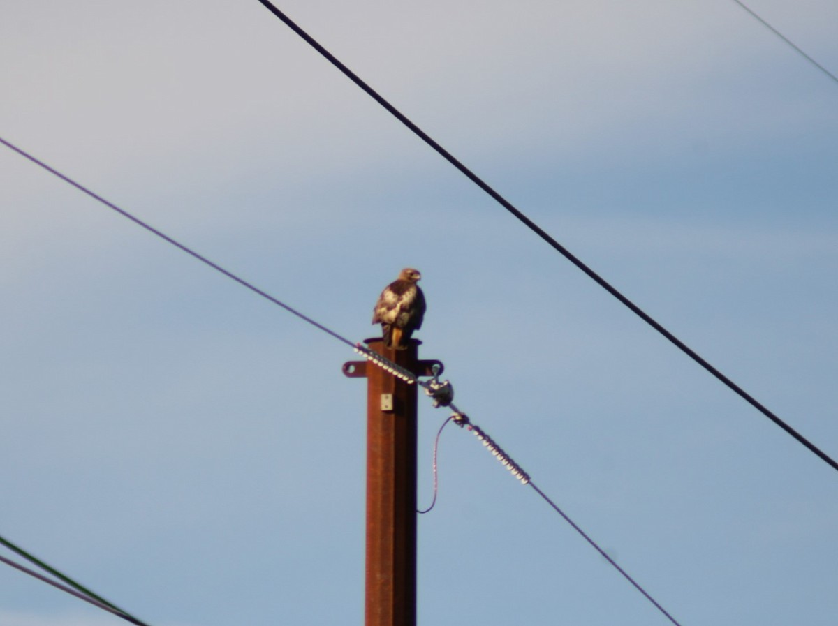 Red-tailed Hawk - ML620909078