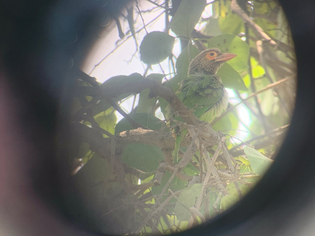 barbet hnědohlavý - ML620909082