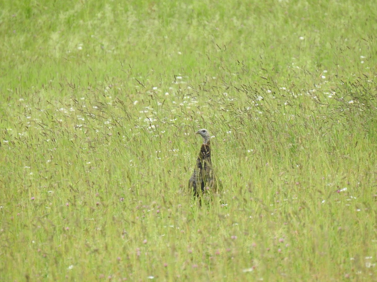 Turkey Vulture - ML620909086