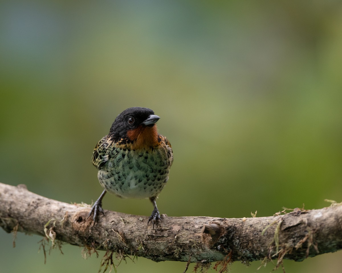 Rufous-throated Tanager - ML620909087