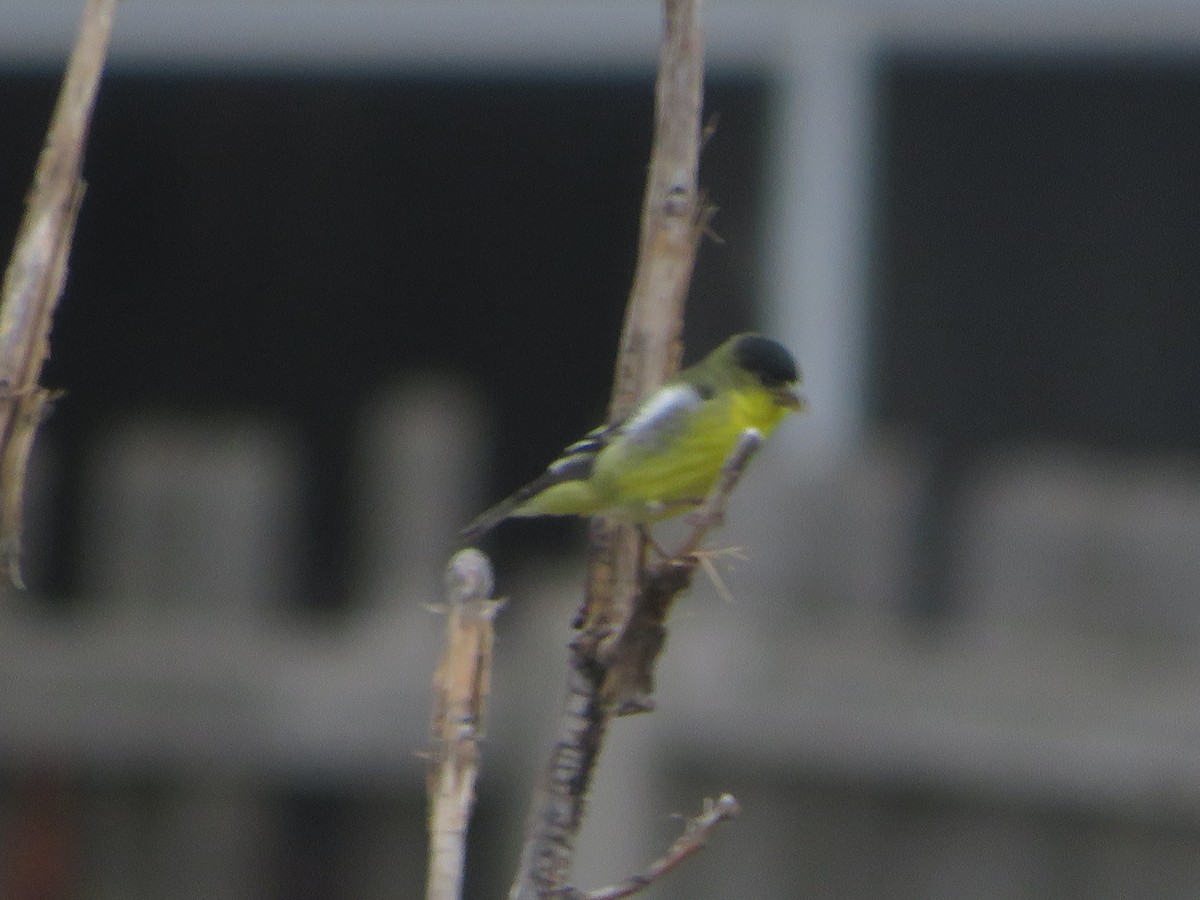 Lesser Goldfinch - ML620909091