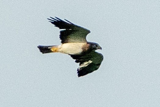 Swainson's Hawk - ML620909096