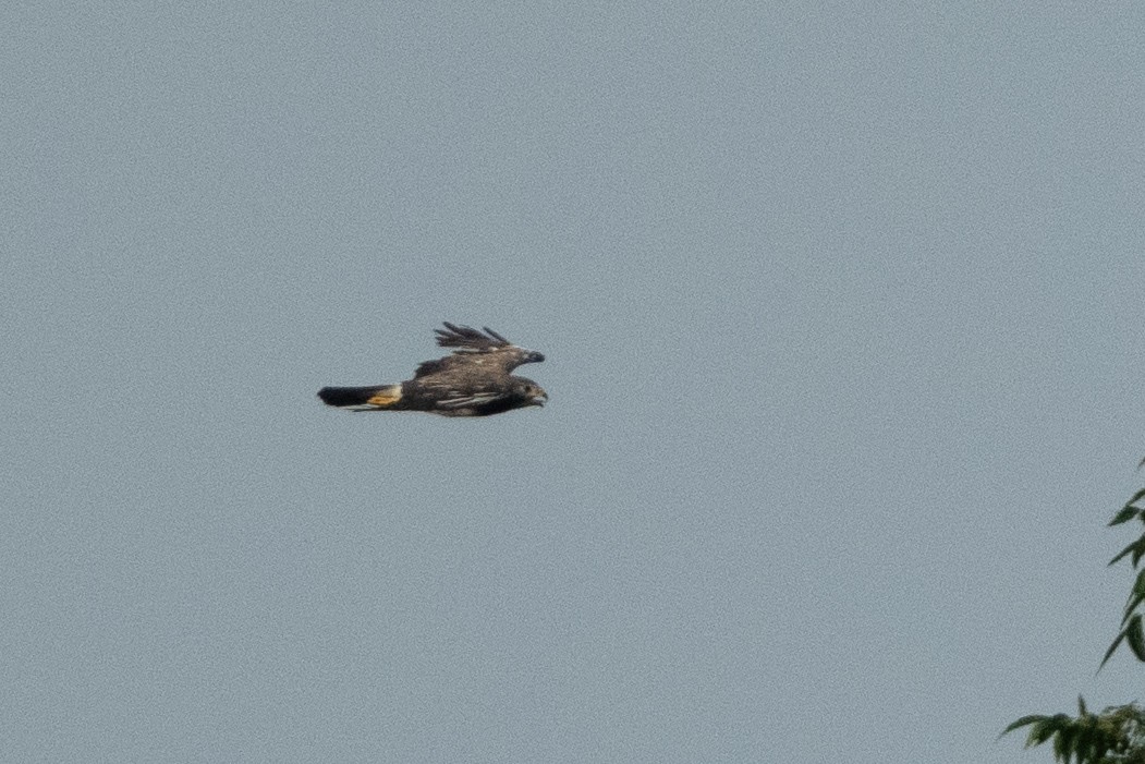 Swainson's Hawk - ML620909097