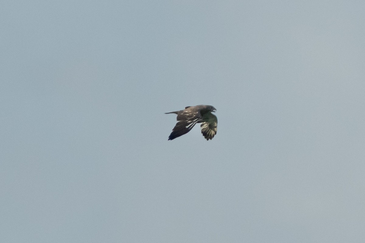 Swainson's Hawk - ML620909098